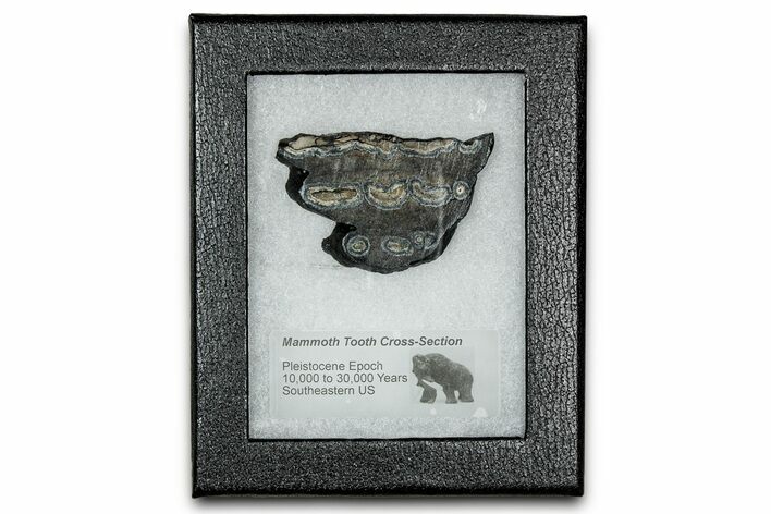 Mammoth Molar Slice With Case - South Carolina #335121